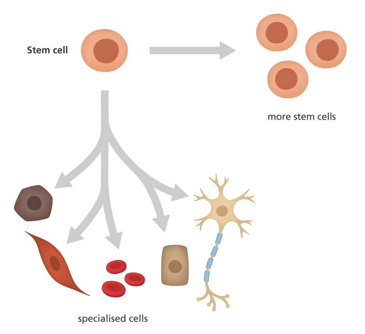 stem cell research